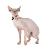 Little Kitty Co. Cat Collar & Bow Tie - Christmas Gingerbread is a limited edition Christmas design released for Christmas 2023, available in collar and bow tie only.