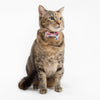 Little Kitty Co. Cat Collar & Bow Tie - That Floral Feeling | That Floral Feeling is a lovely, classic floral pattern with delicate pink flowers on a teal background.