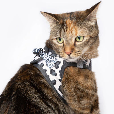 Little Kitty Co. Cat Leash - Wild Cat (Limited Edition) | Wild Cat is an ultra-posh monochrome set with a snow leopard print, available in both harness and leash. Grab yours today!